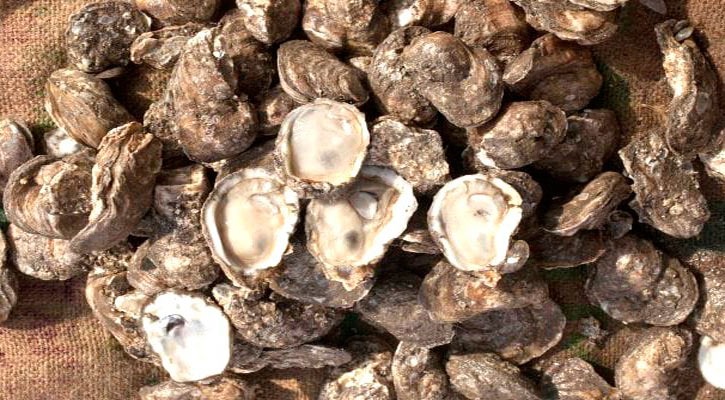 Se levanta la restricción para la extracción y consumo de moluscos bivalvos en esteros de Mulegé