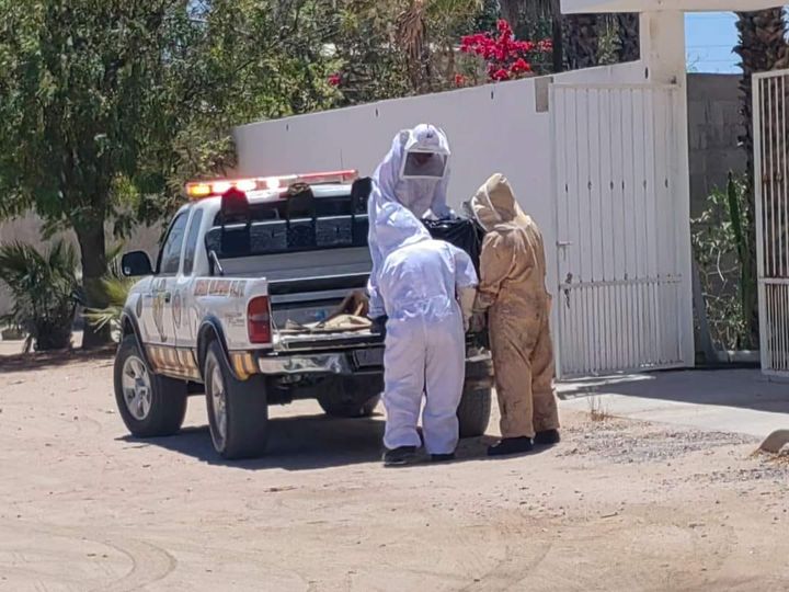 Rescatan a mujeres tras violento ataque de abejas en Chametla, La Paz