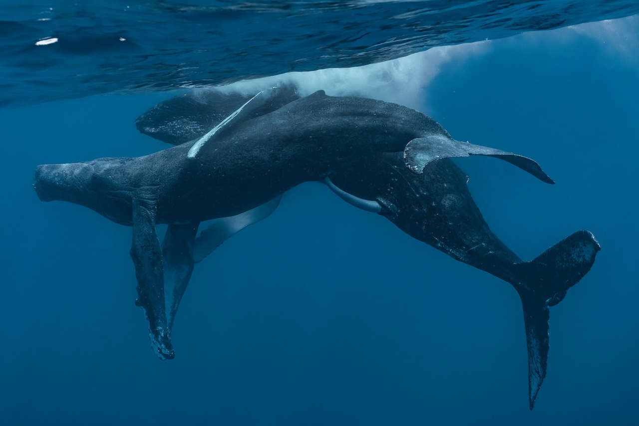 Captan en fotografía a dos ballenas jorobadas macho apareándose