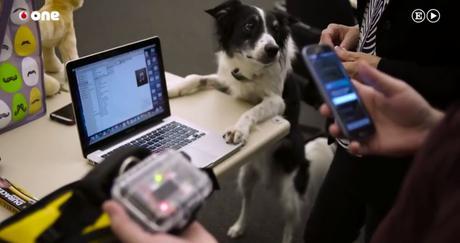 FluentPet promete lo siguiente: botones que la compañía dice que puede entrenar a su mascota para que los presione si tiene hambre, necesita salir o quiere jugar.