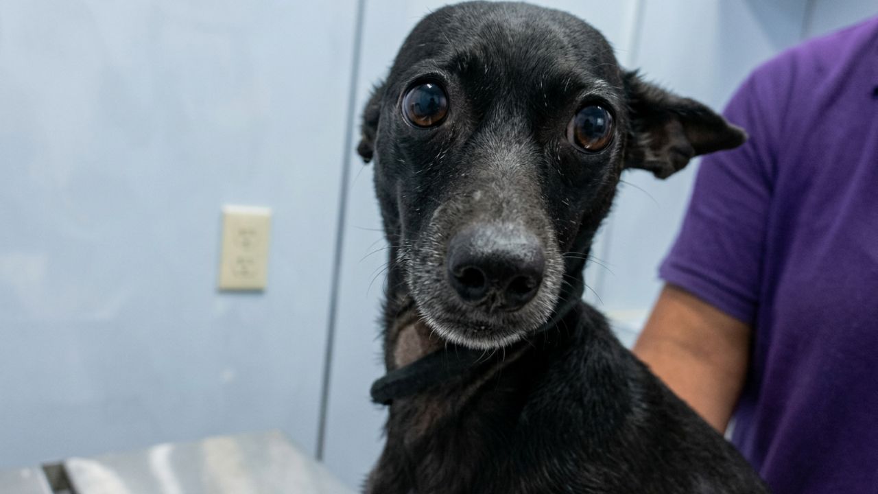 Maltratar animales en BC podría llevarte 8 años a prisión