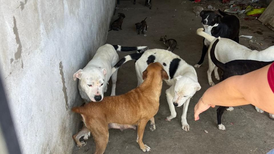 Rescata control animal a perros víctimas de un criadero