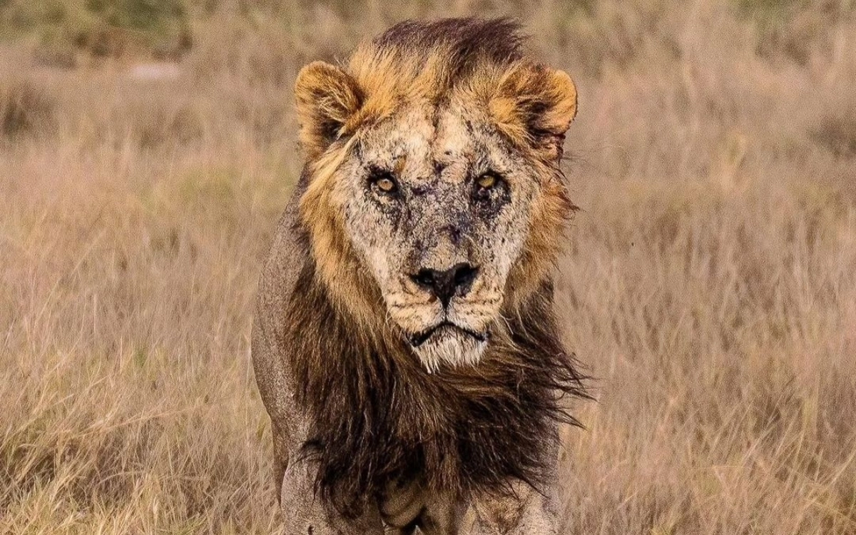 Mataron a Loonkito, el león más viejo del mundo