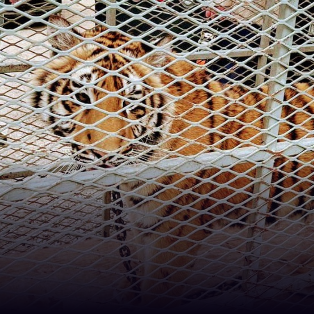 Vídeo) Llevan a tigre rescatado a zoológico de Grupo Caliente