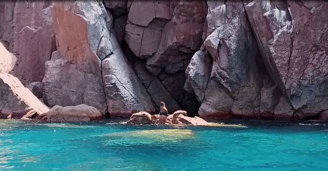 [VÍDEO] Disminuyeron lobos marinos en el Golfo de California