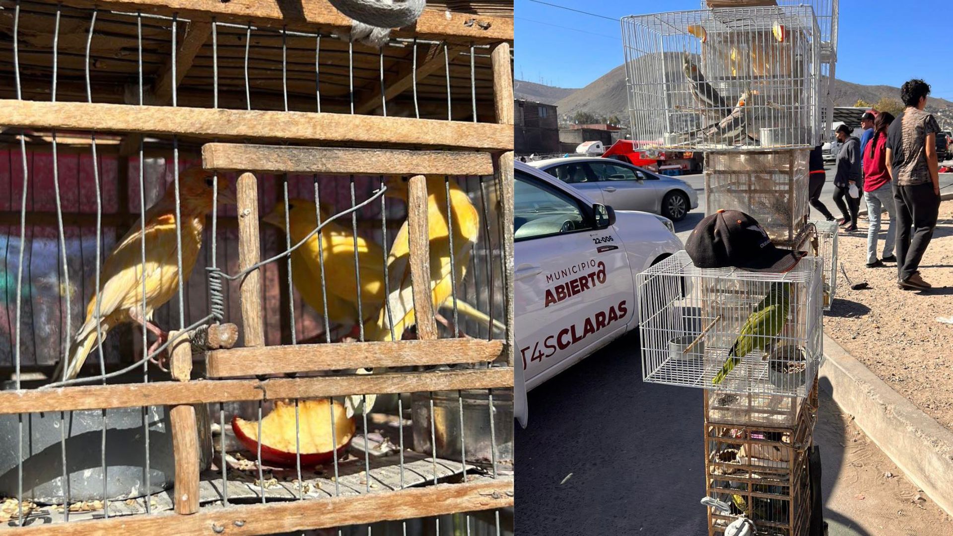 Rescatan aves exóticas que se vendían en sobre ruedas de Tijuana