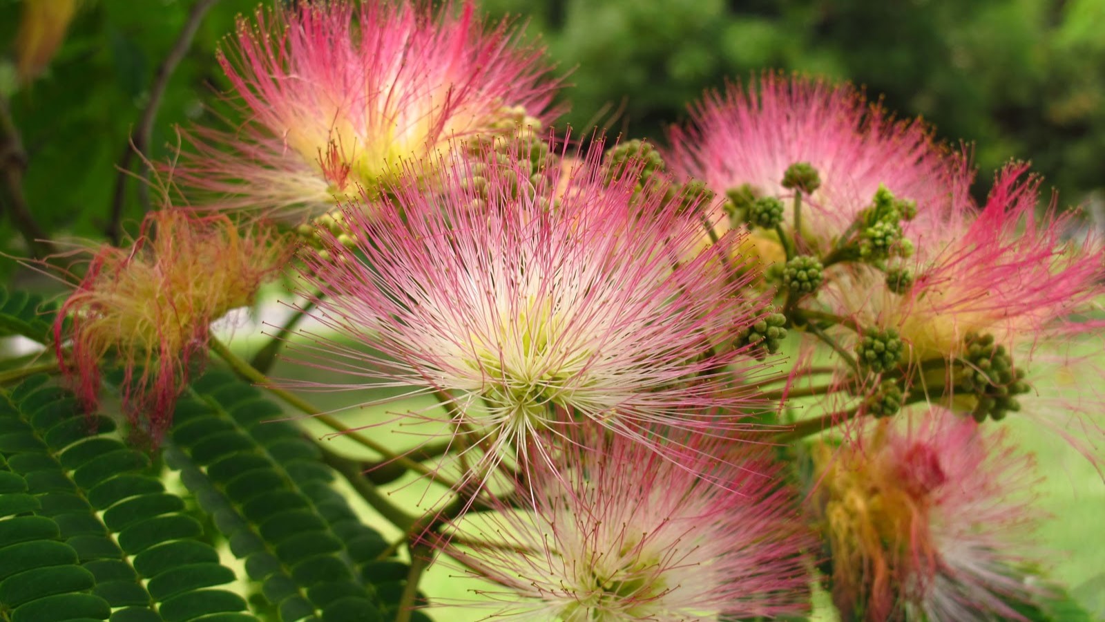 Acacia de Constantinopla, la planta que duerme por las noches