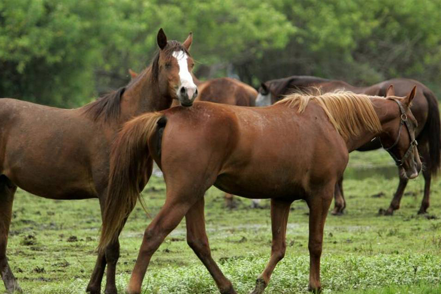 México, entre los mayores consumidores de carne de caballo, lo hacen pasar como res