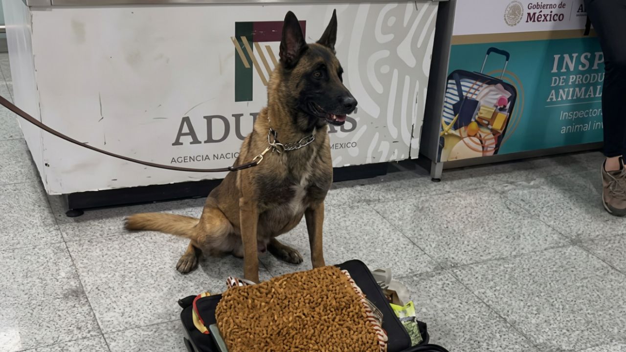 Binomio canino detecta metanfetamina y hoja de coca en el AICM