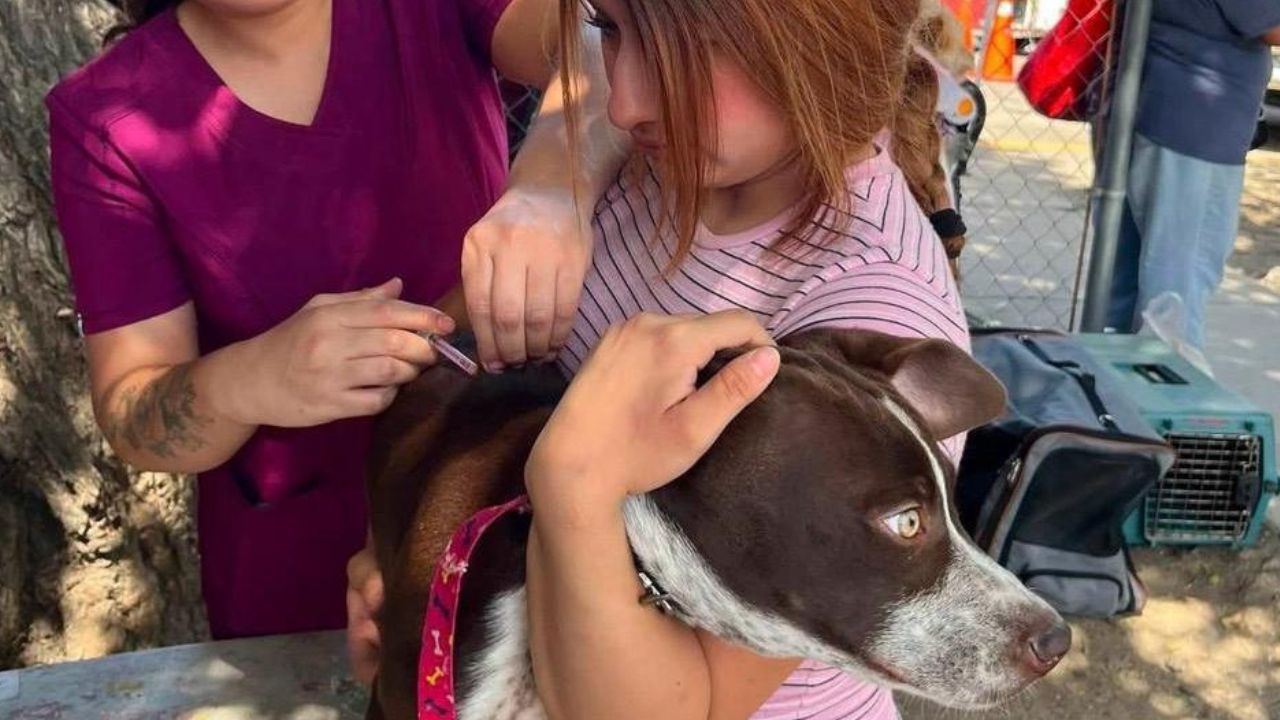 Refuerzan en Tijuana vacunación antirrábica gratuita antes del Día Mundial contra la Rabia