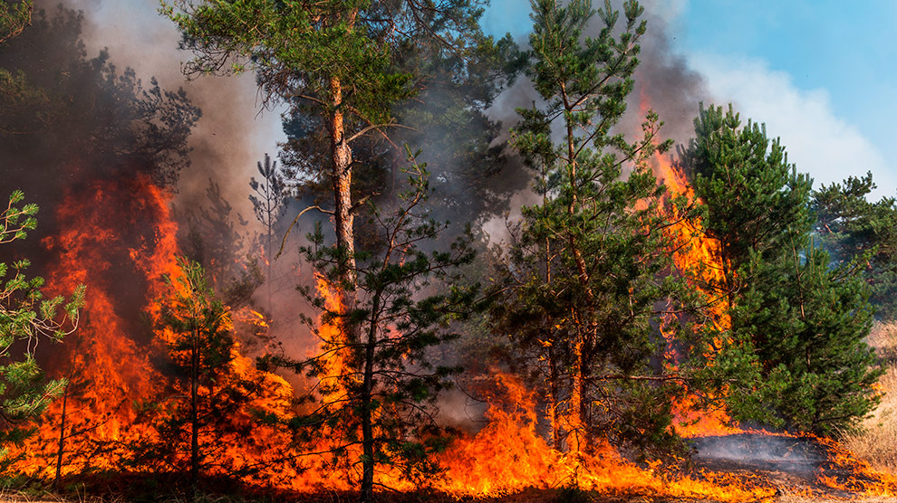 Descubren sustancias cancerígenas liberadas por incendios forestales