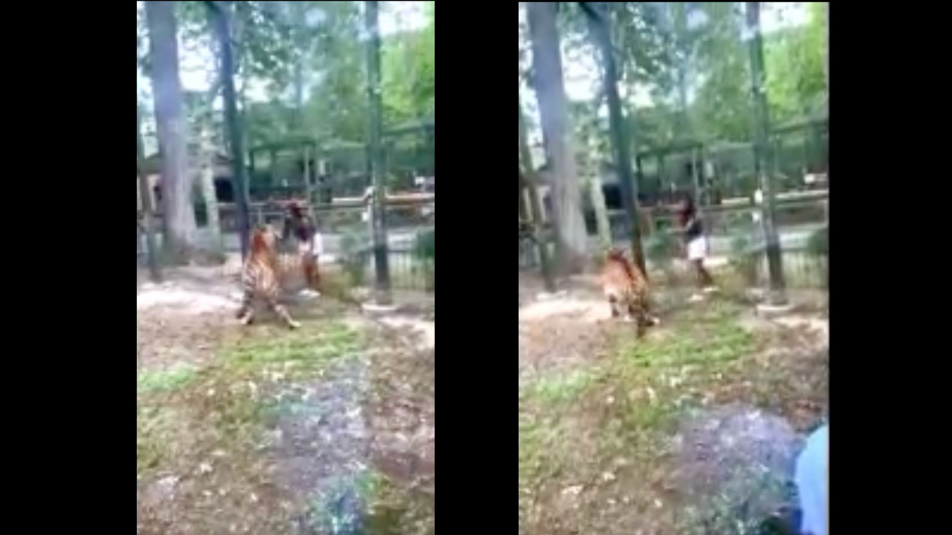 [VIDEO] Woman nearly loses hand after taunting tiger at zoo