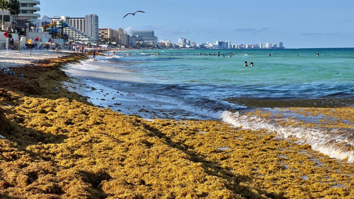 Gobierno destinará más de 2 mil mdp para frenar el sargazo en Quintana Roo