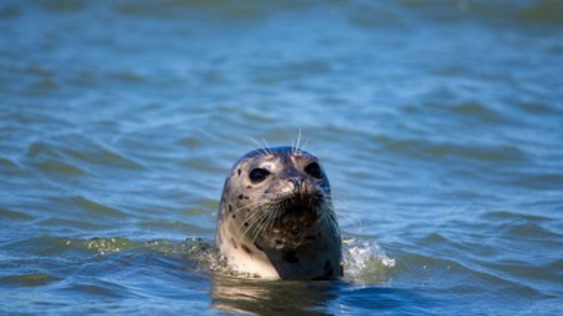 Aparecen más de 2 mil focas muertas en playas rusas