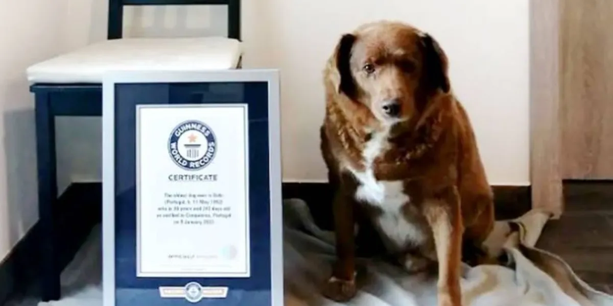 Perrito en Portugal rompe Record Guinness por ser el más viejo del mundo