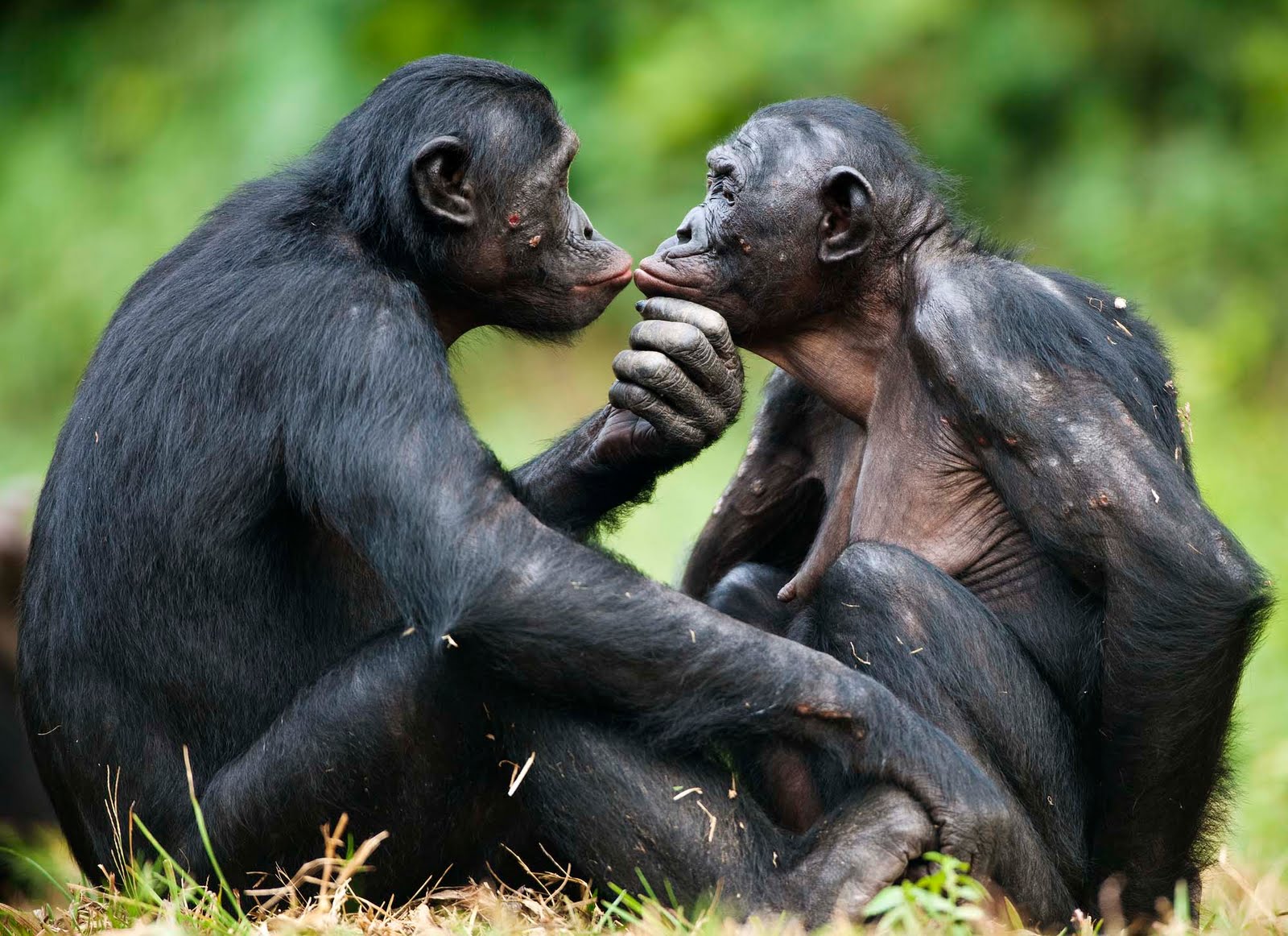 Algunos primates recuerdan el rostro de sus amigos