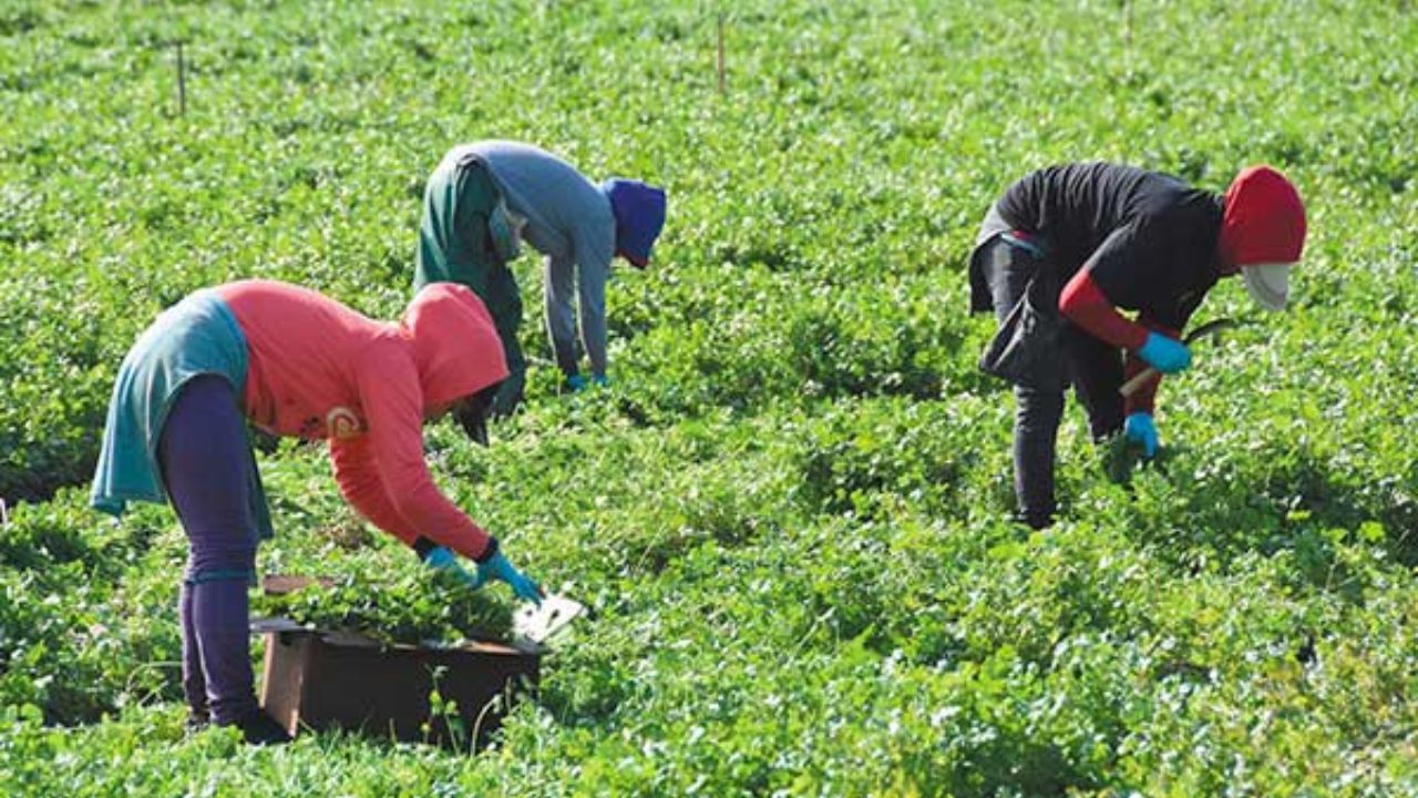 Juez frena recorte salarial de Trump a trabajadores agrícolas