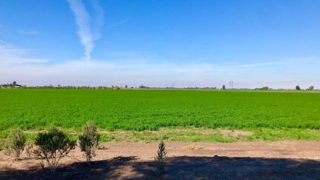 “Nos falta de todo”: productores denuncian falta de apoyos para el campo del Valle de Mexicali