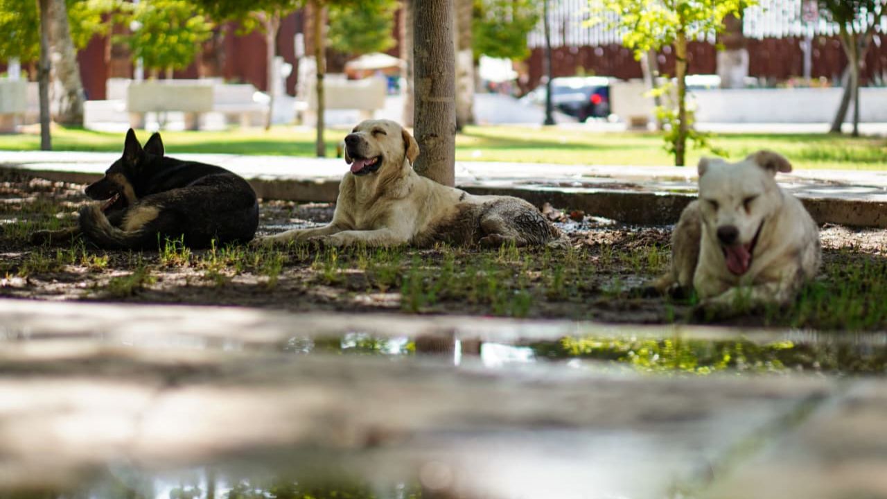 Prepárate: este será uno de los días más calurosos del verano en Mexicali