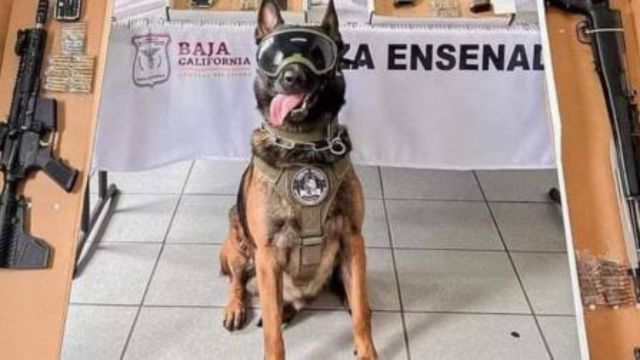 Muere Boris K9, el agente de cuatro patas que sirvió durante cuatro años