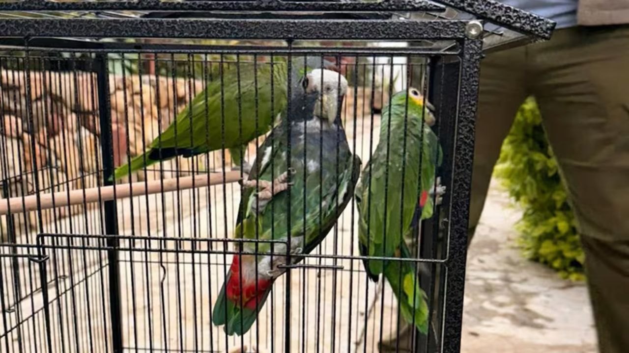 Aseguran 17 ejemplares de vida silvestre en un balneario de Oaxaca