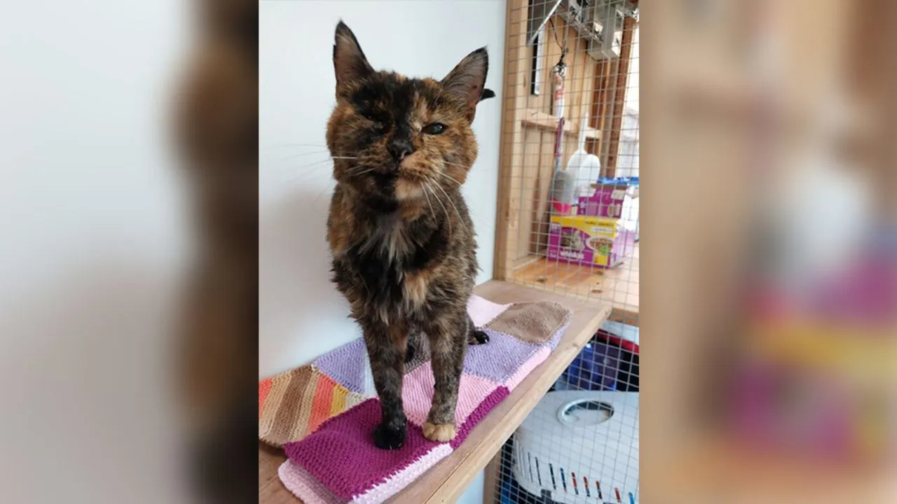 Flossie, la gata viva más vieja del mundo, tiene casi 27 años