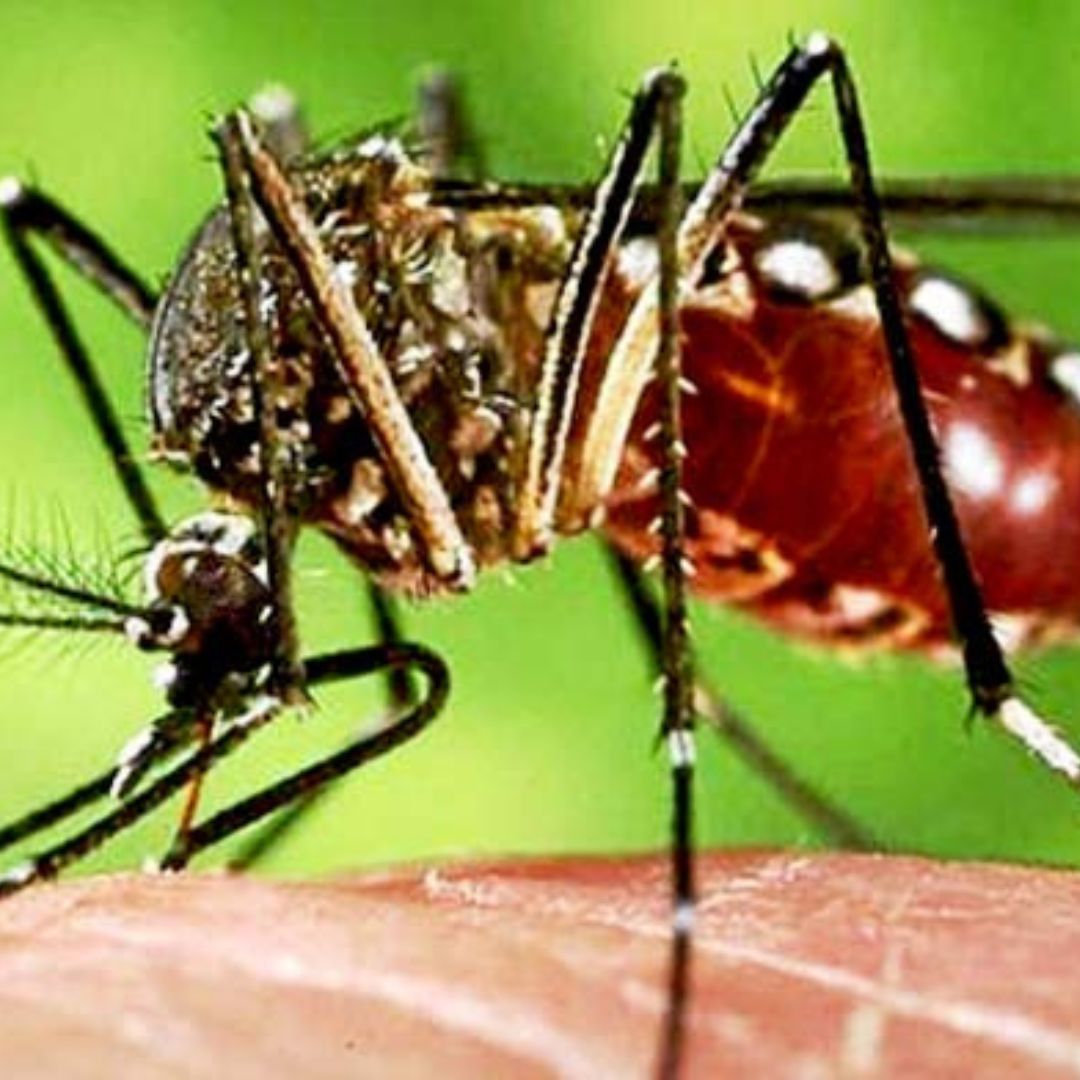 Alerta República Dominicana sobre brote de chikungunya.