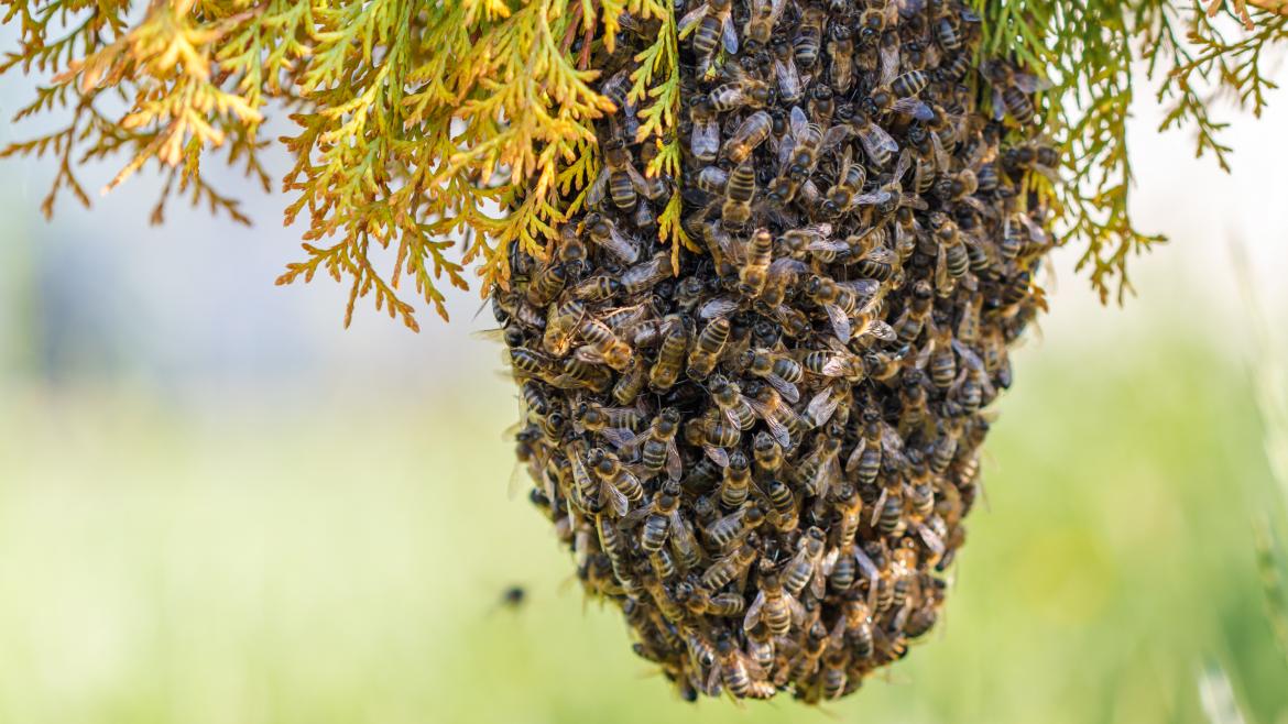 Aumentan los ataques de abejas; se reportan dos fallecidos: Sinaloa