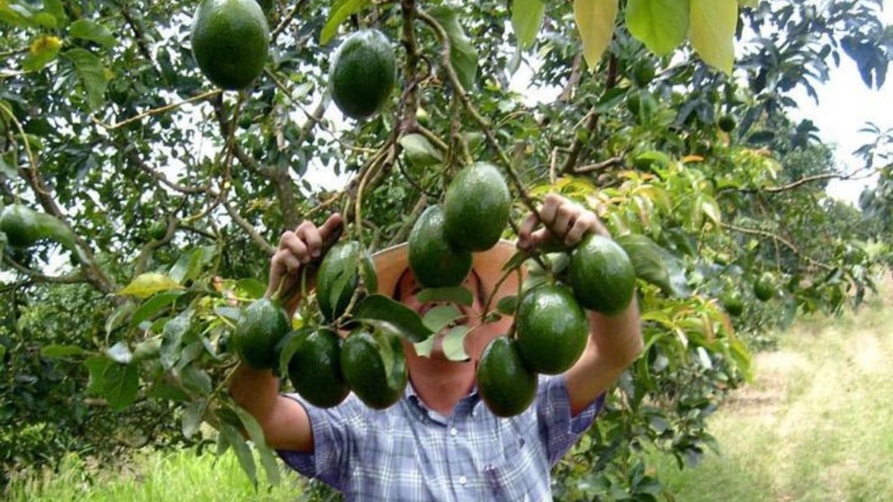 Los estragos que ha dejado el cultivo de aguacate en Michoacán