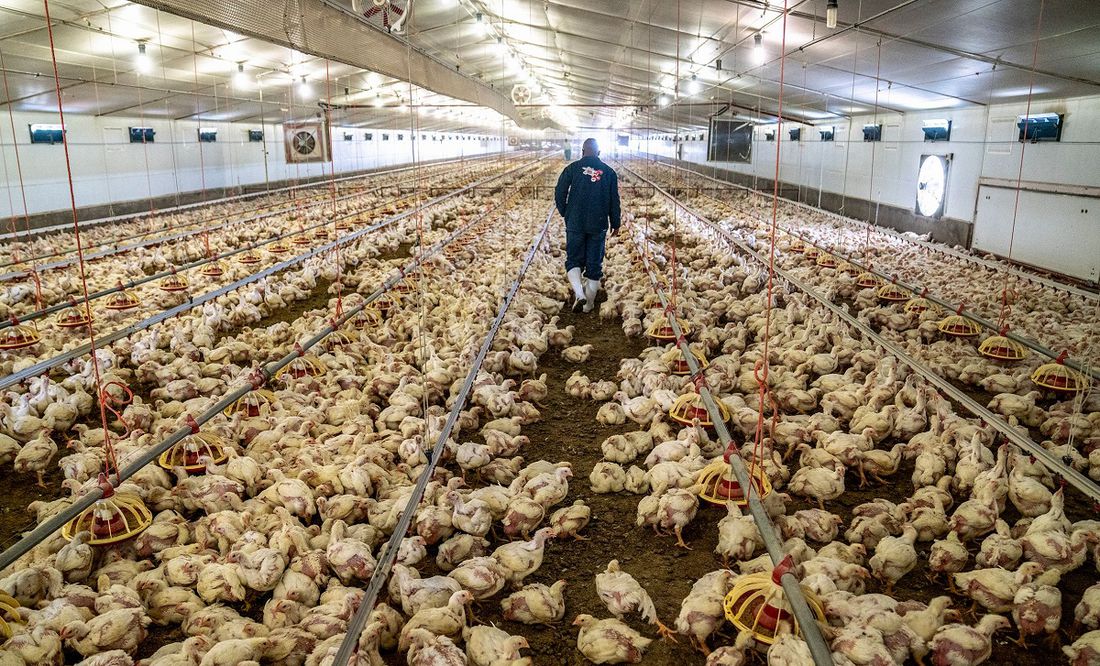 Pide la OMS no alarmarse con gripe aviar