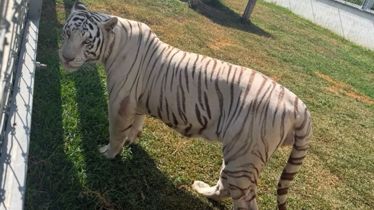 Aseguran 135 animales exóticos en rancho de Tamaulipas