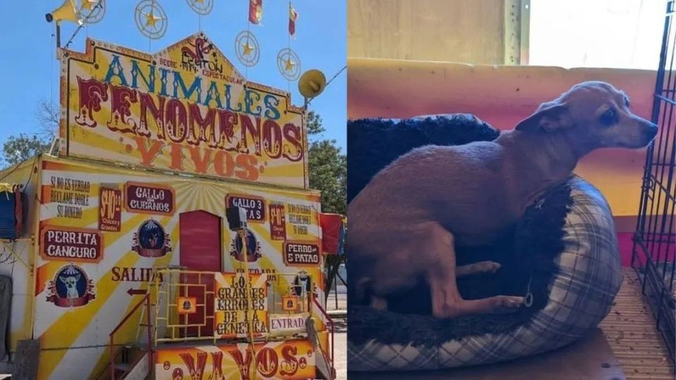 Exhibía animales domésticos con deformaciones como fenómenos