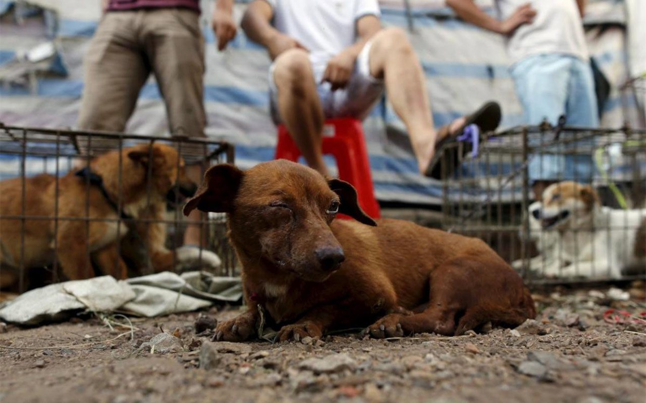 México, el país con más casos de maltrato animal de LATAM