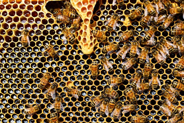 ¿Cómo se produce la miel de abeja?