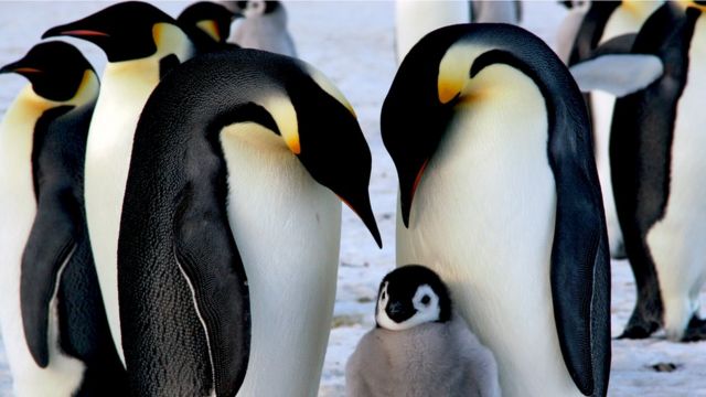 Peligro para los pingüinos: Ruptura del hielo marino