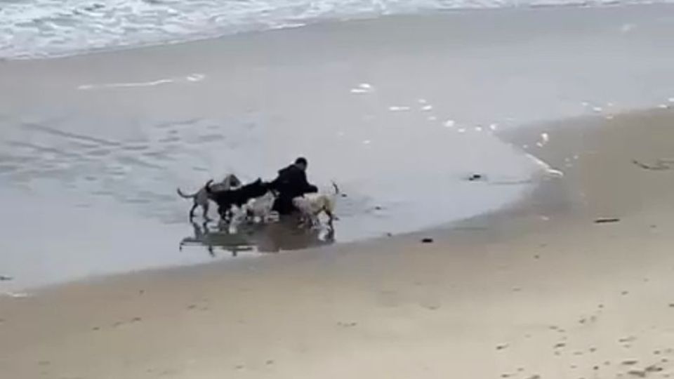 [VÍDEO] Persona es atacada por cuatro perros en playas de Tijuana. I FOTO: Cortesía