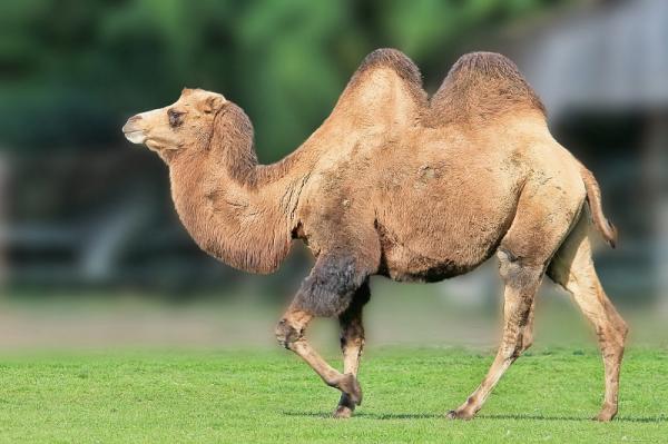¿Para qué sirven las jorobas de los camellos?