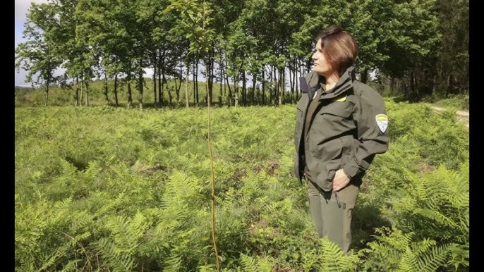 El Día Mundial de los Guardas Forestales