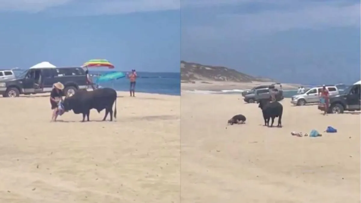 [VIDEO SENSIBLE] Embiste toro a turista en Los Cabos