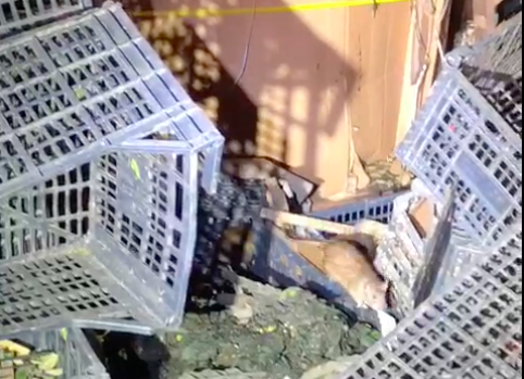 [VIDEO] Invasión de ratas en bodega de verdura en Otay