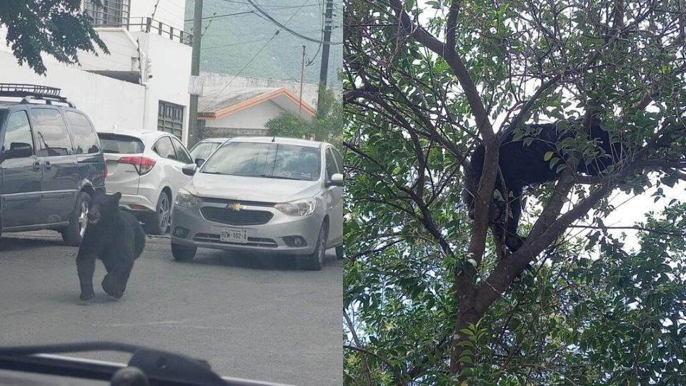 [VÍDEO] Capturan a oso que deambulaba por las calles en  Monterrey