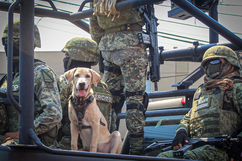 Militares y su apoyo canino