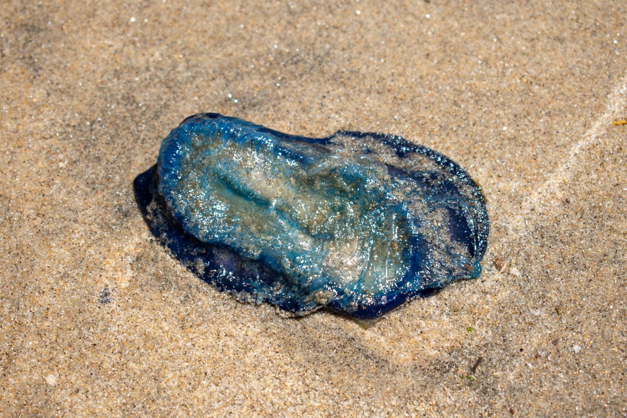 [VIDEO] Aparecen medusas velero en Playas de Rosarito