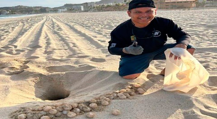 Protegen en Los Cabos nidos de tortugas marinas