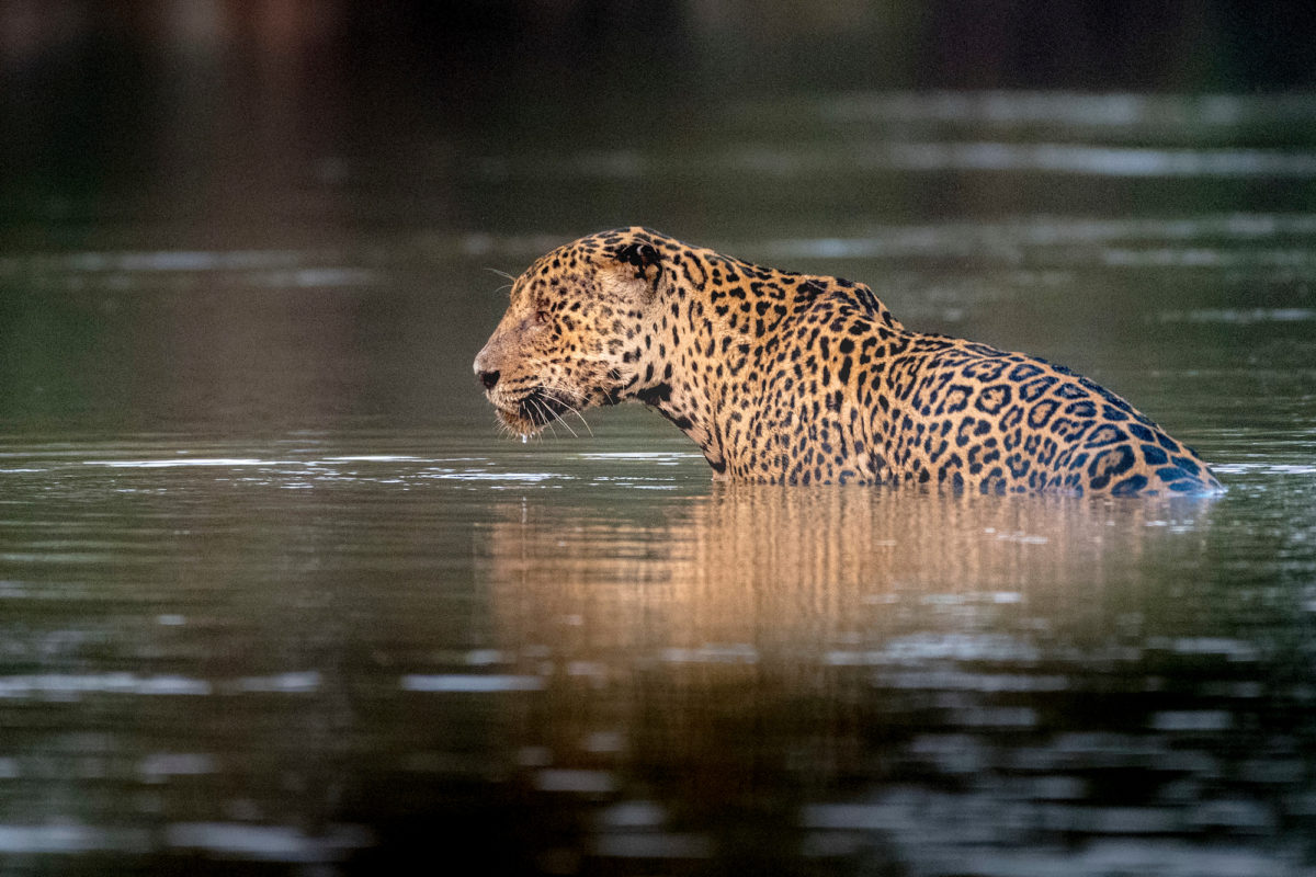 Señala WWF urgente necesitad de protección para el hábitat del jaguar en América Latina