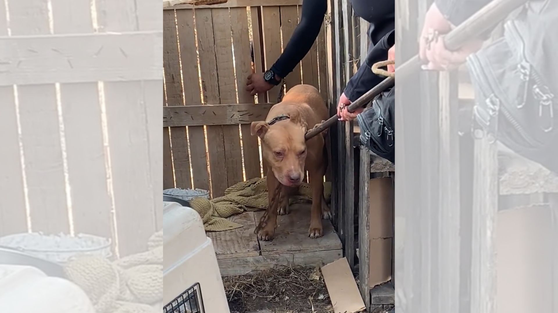 [VÍDEO] Perrito estuvo en una caja de madera por 3 días