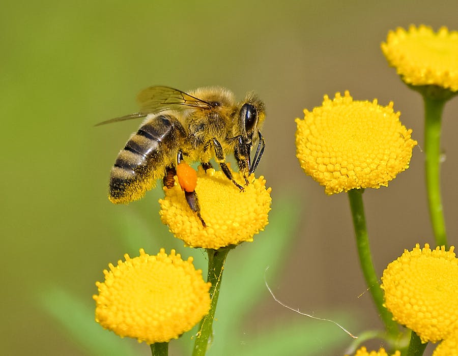 ¿Las abejas no deberían volar?