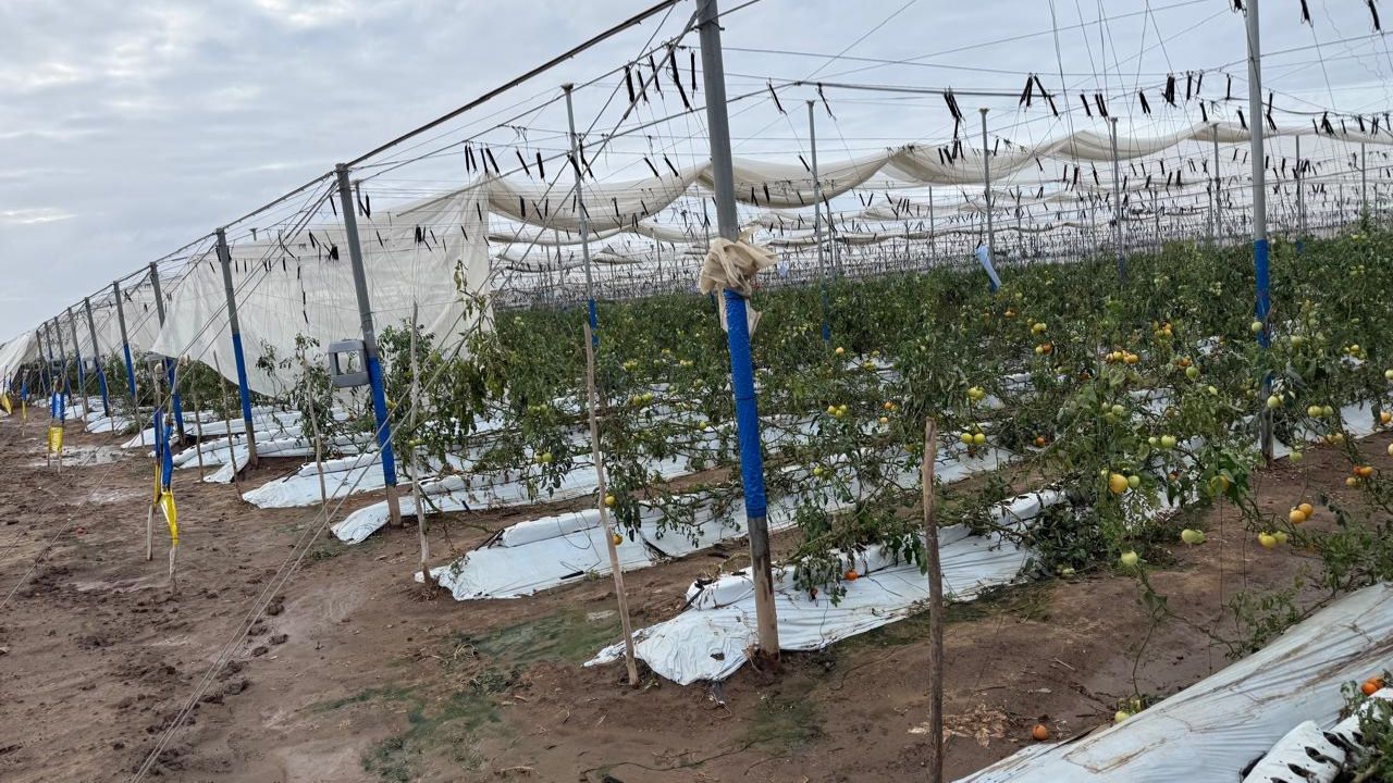 ENSENADA: Ascienden a 50 millones de dólares las pérdidas en el campo de Maneadero por Rachel