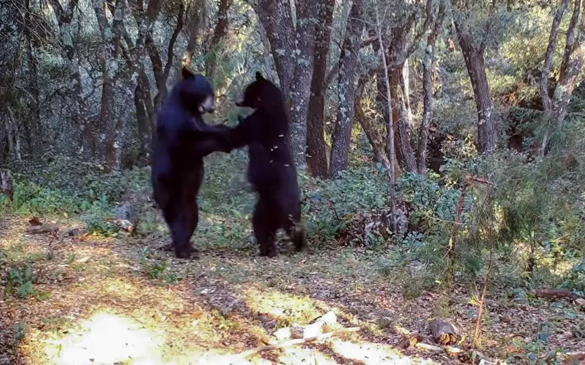 [VIDEO] Pareja de osos bailando conmueven las redes sociales