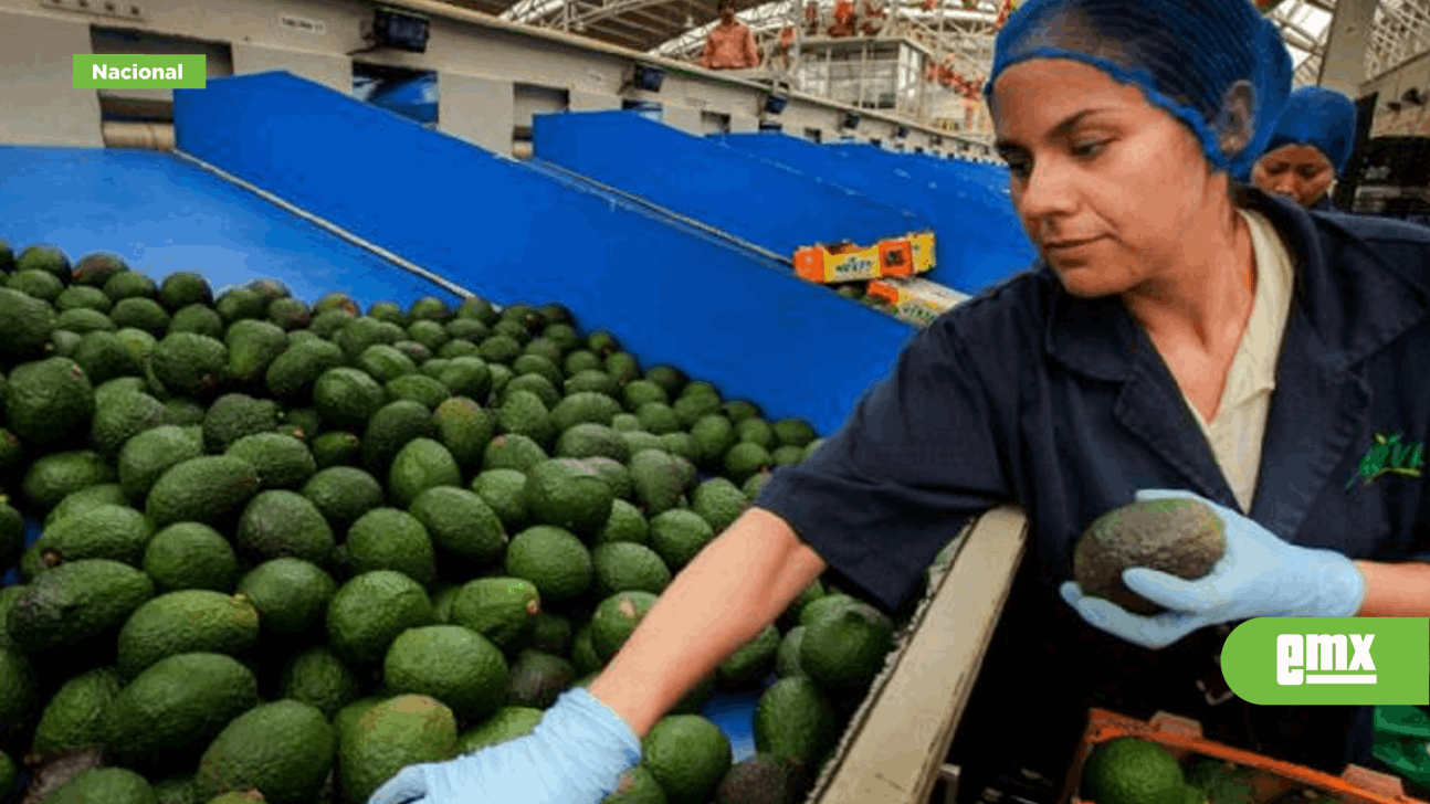 Enviará México 130 mil toneladas de aguacate a EU por Super Bowl